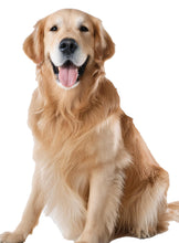 將圖片載入圖庫檢視器 HyperIg 寵維康咀嚼片 HK$239/ 罐